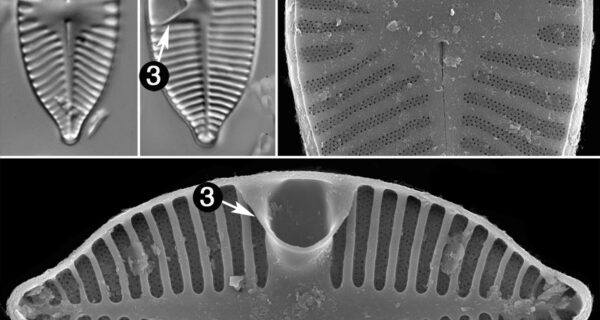 Planothidium Apiculatum Guide