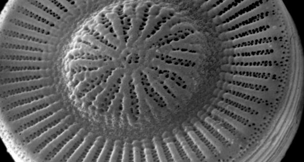 Cyclotella SEM rev copy