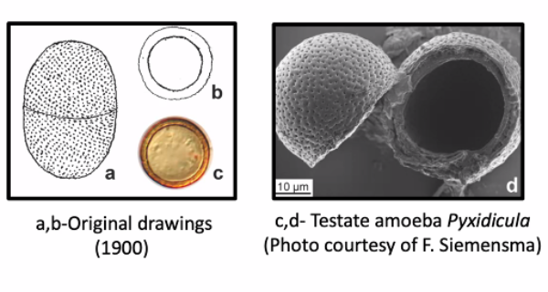 Testate amoeba