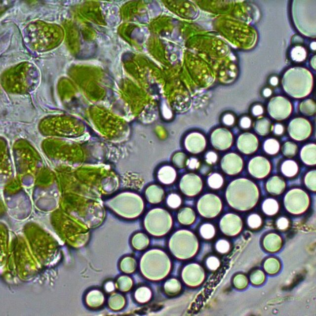 Botryococcus