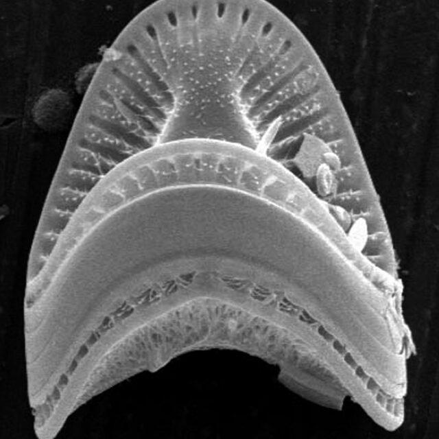 Campylodiscus  Sem1