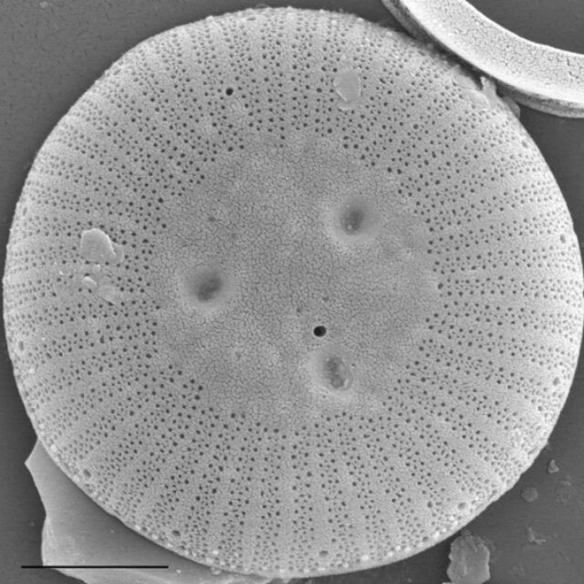 A centric revolution? Or natural nomenclature? | News - Diatoms of ...