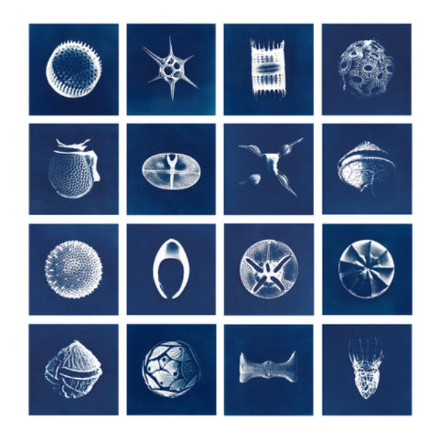 Cyanotypes Inga Lisa Middleton