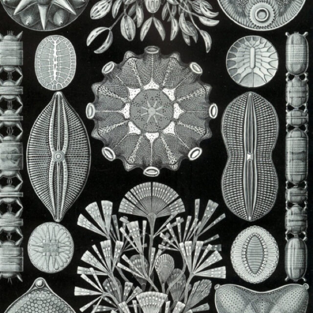 Haeckel