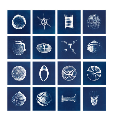 Cyanotypes Inga Lisa Middleton