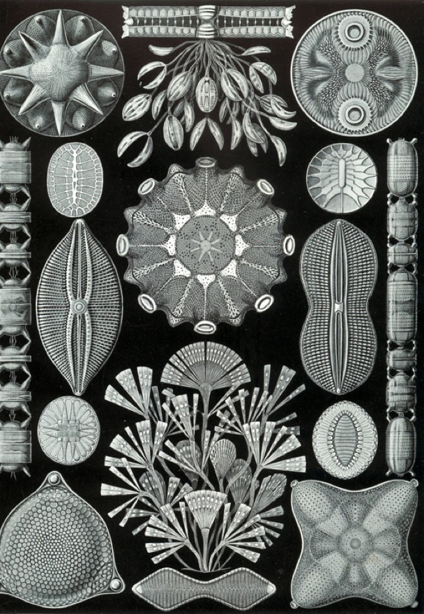 Haeckel