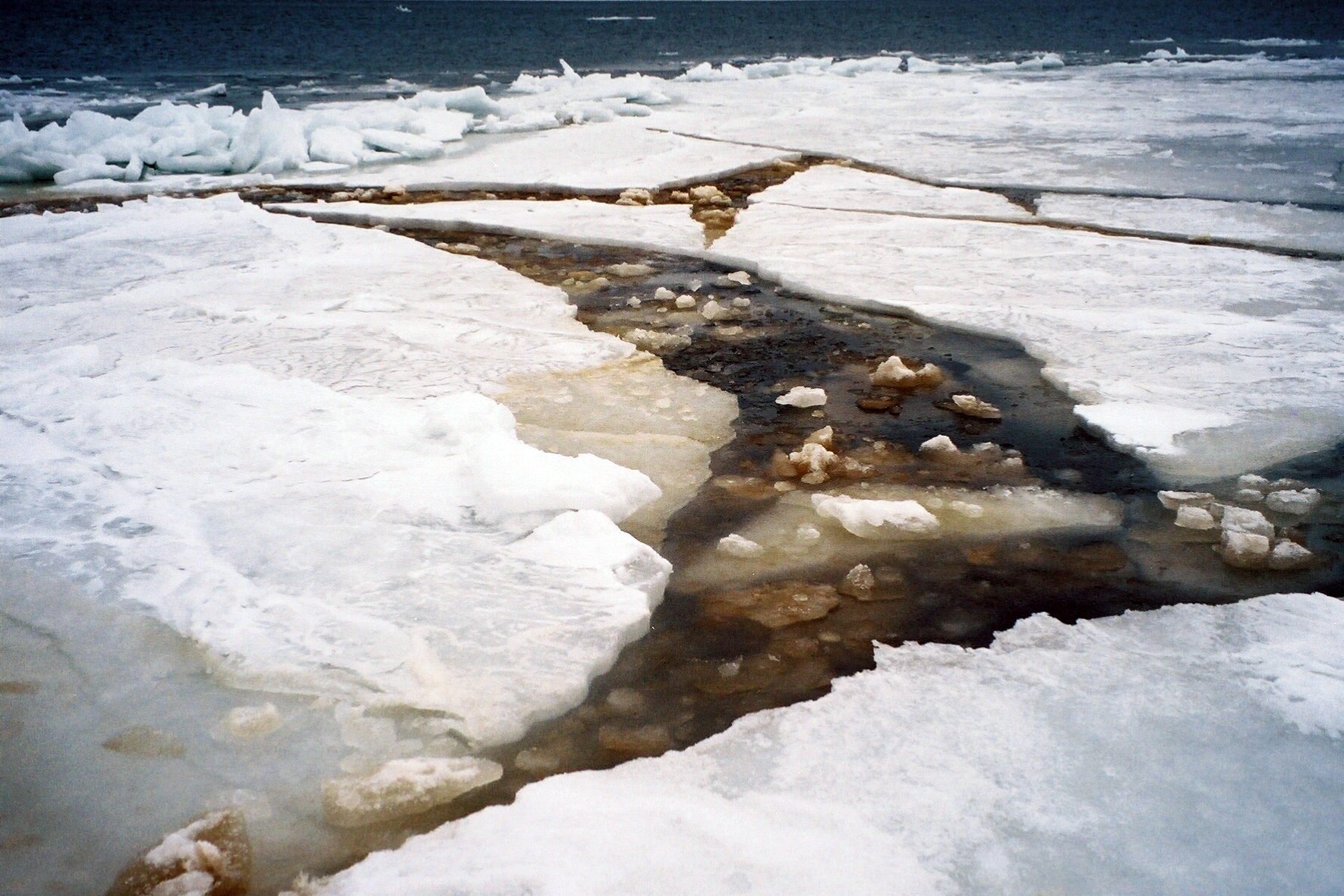 Ice diatoms