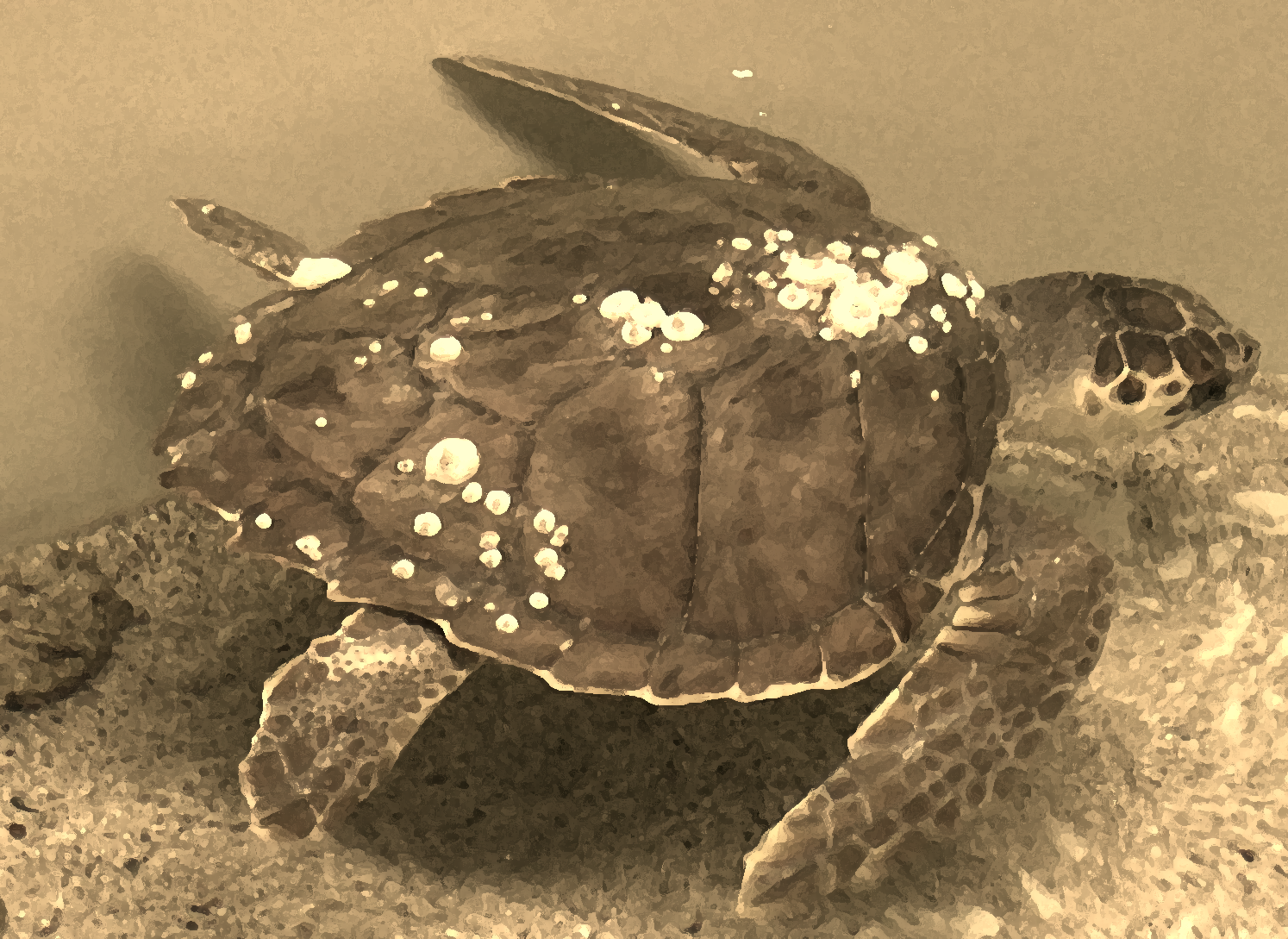 Sea turtle