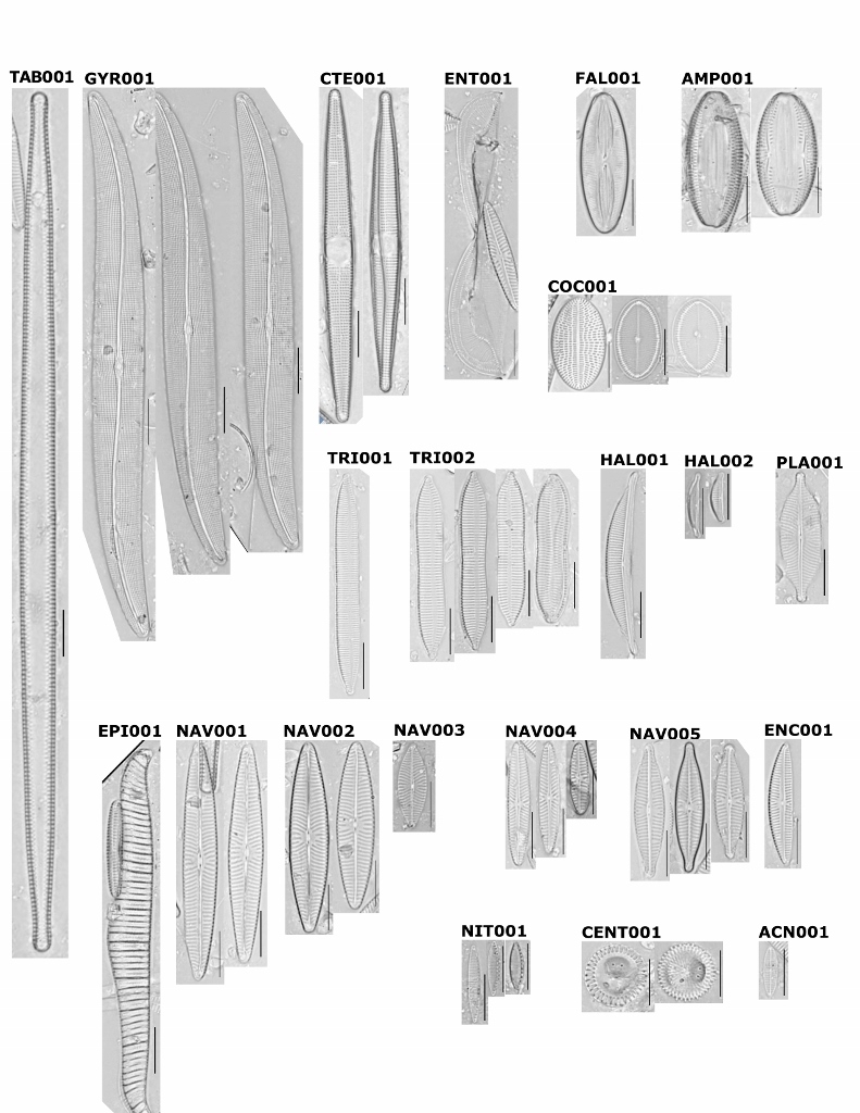 Salt Lake, MN Plankton Voucher Flora