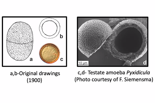 Testate amoeba