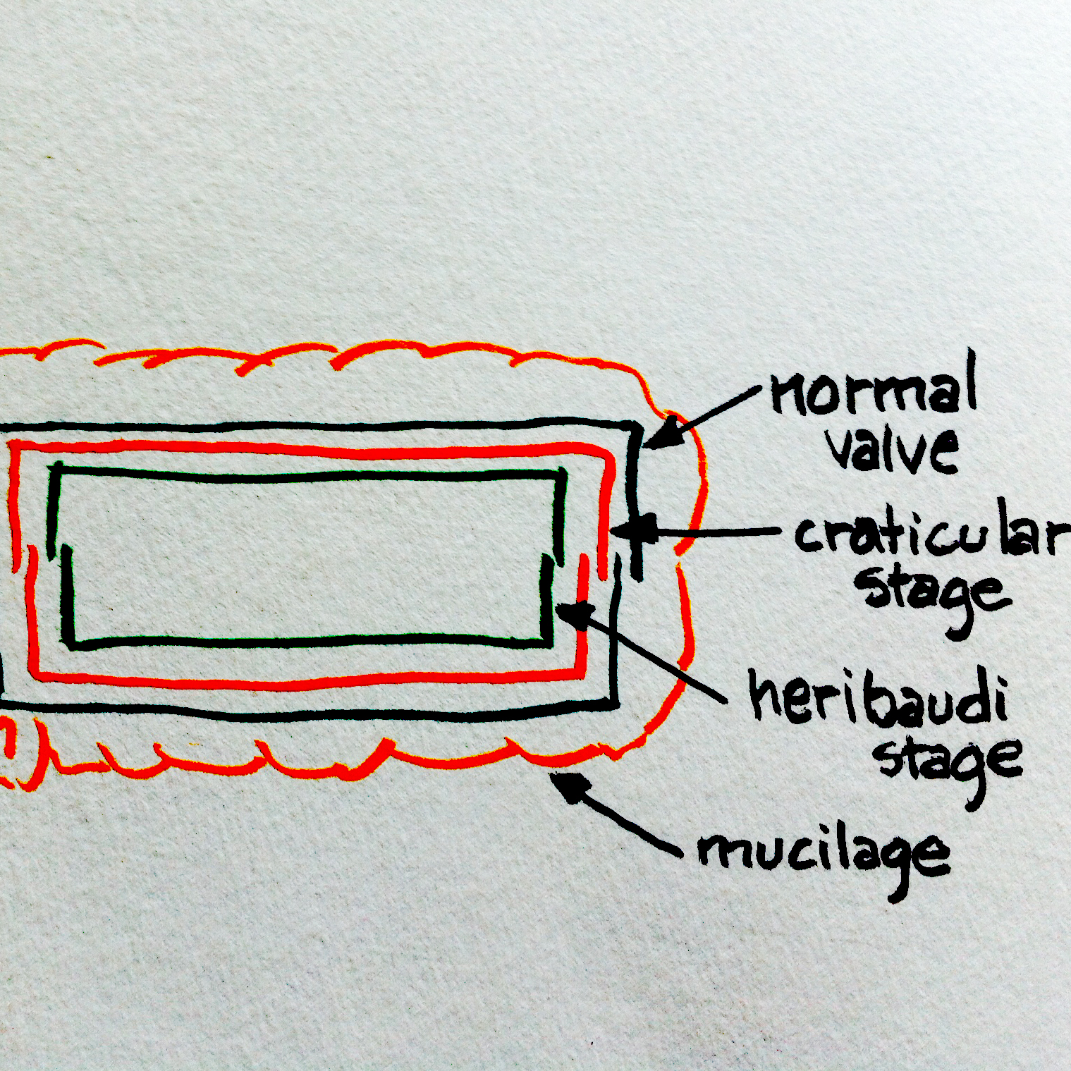 Xsection Craticula