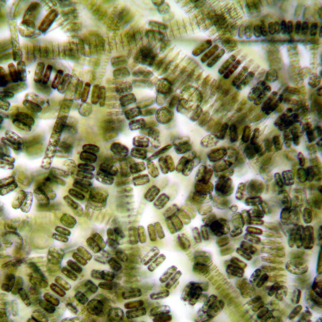 Sea Ice Diatoms