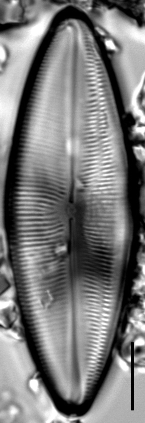 Anomoeoneis Costata internal valve