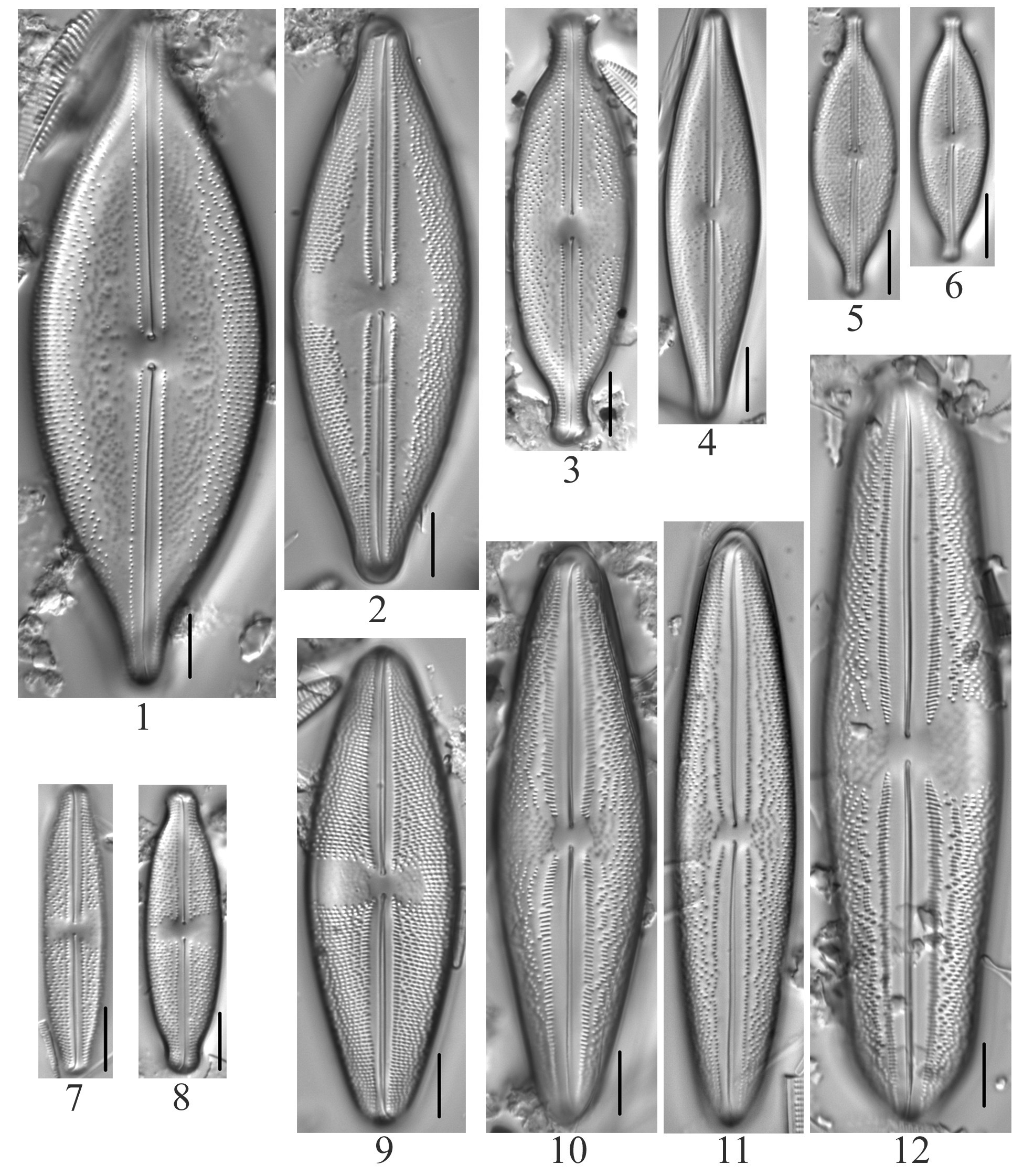 Anomoeoneis Plate 1 Capitata