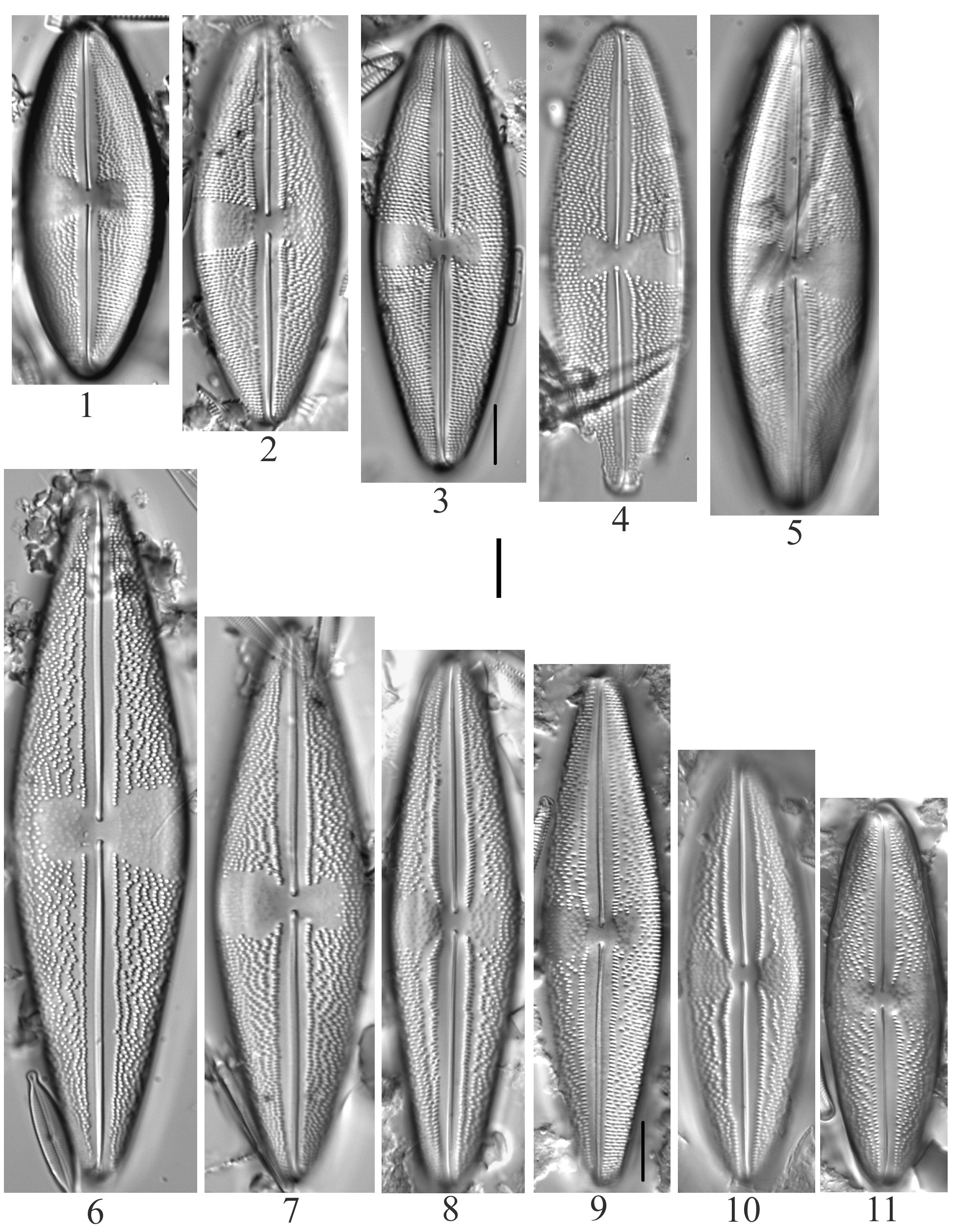 Anomoeoneis Costata Sensulato 2