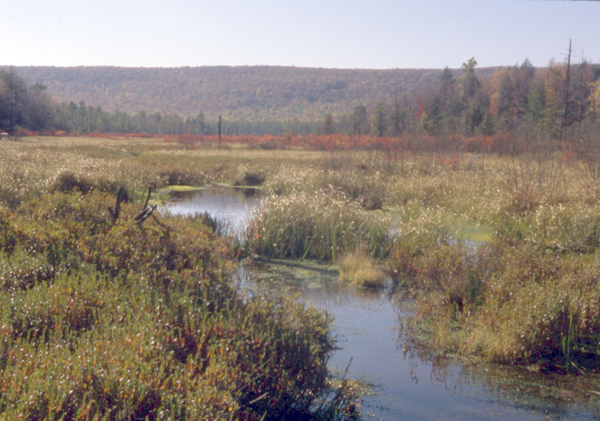 Bear  Meadows Lowres