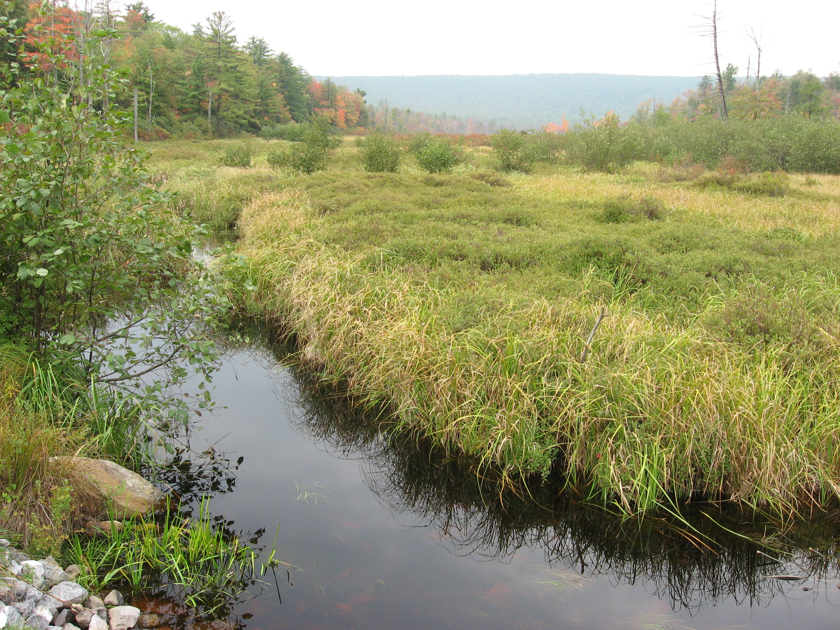 Bear   Meadows  Bog