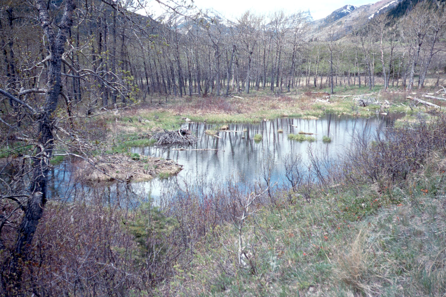 Blakiston  Beaver  Pond  B  Detail 1