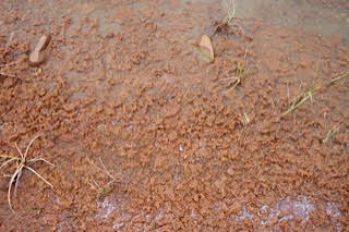 Bloody Falls Tundra Lake Closeup