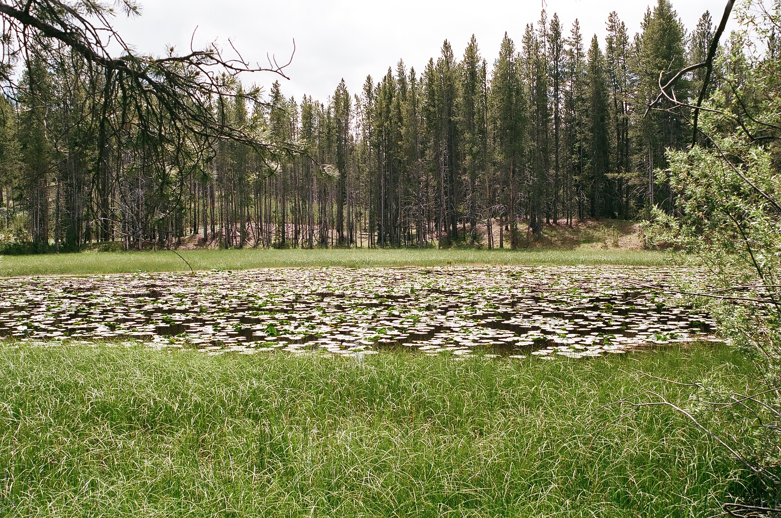 Bloody  Dick  Pond 6  Nuphar  Pool