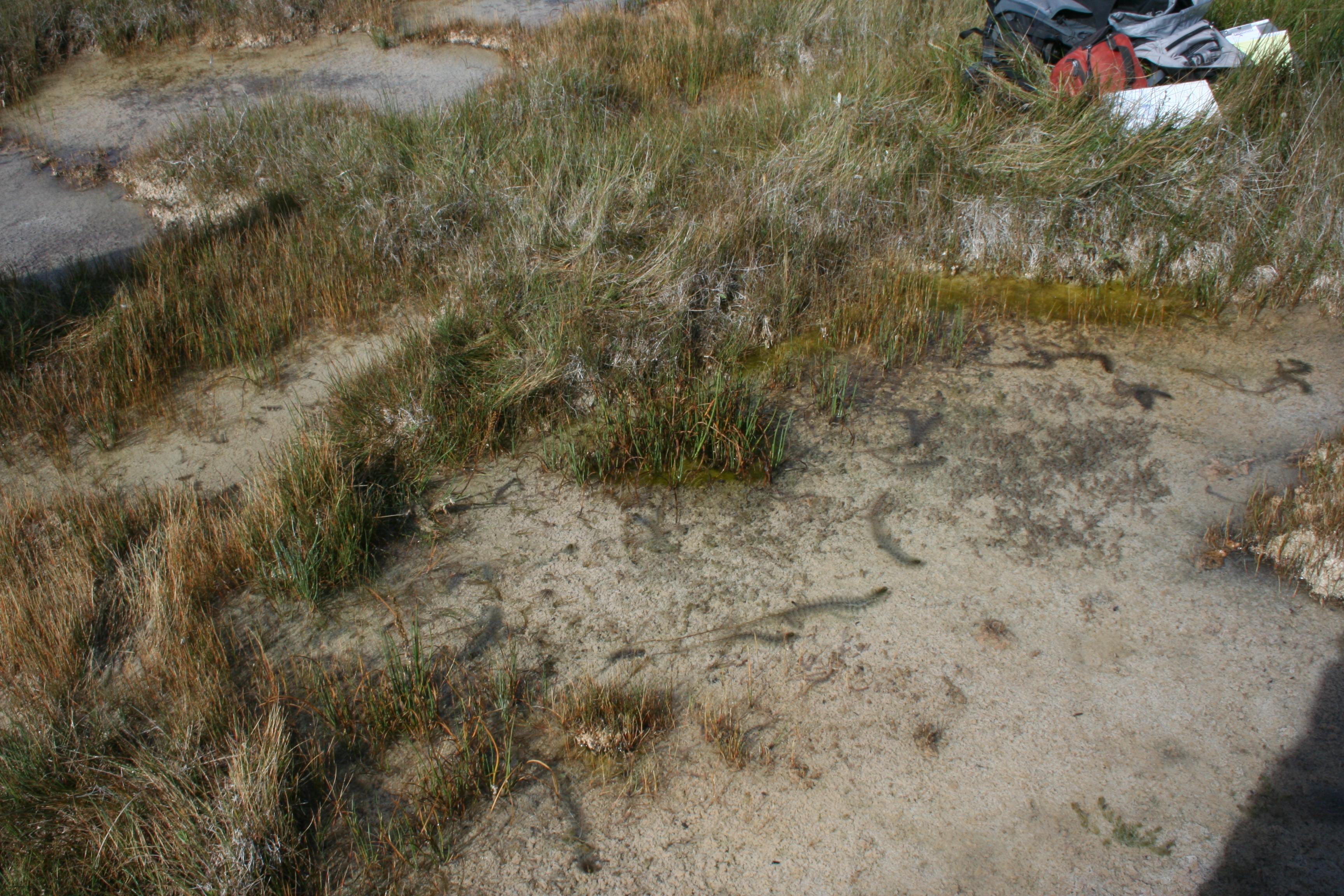 Connelly  Fen  Site 1