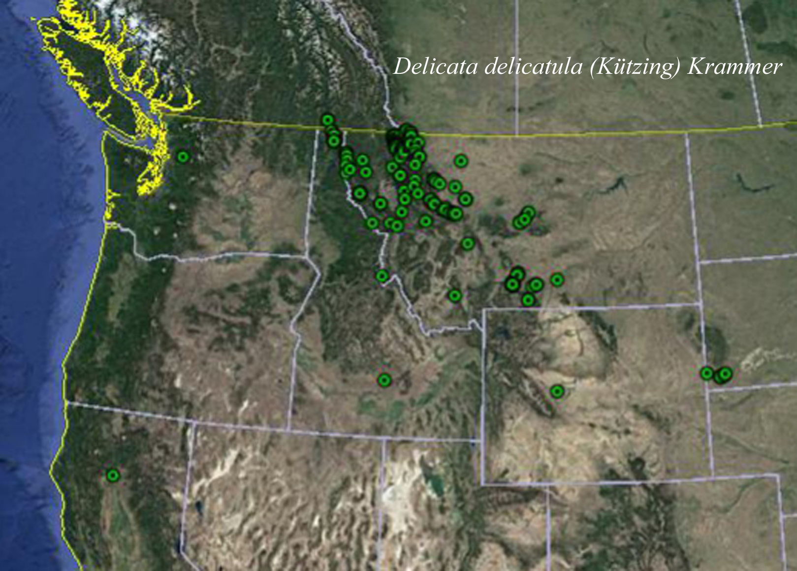 Delicata Delicatula Map Cropped