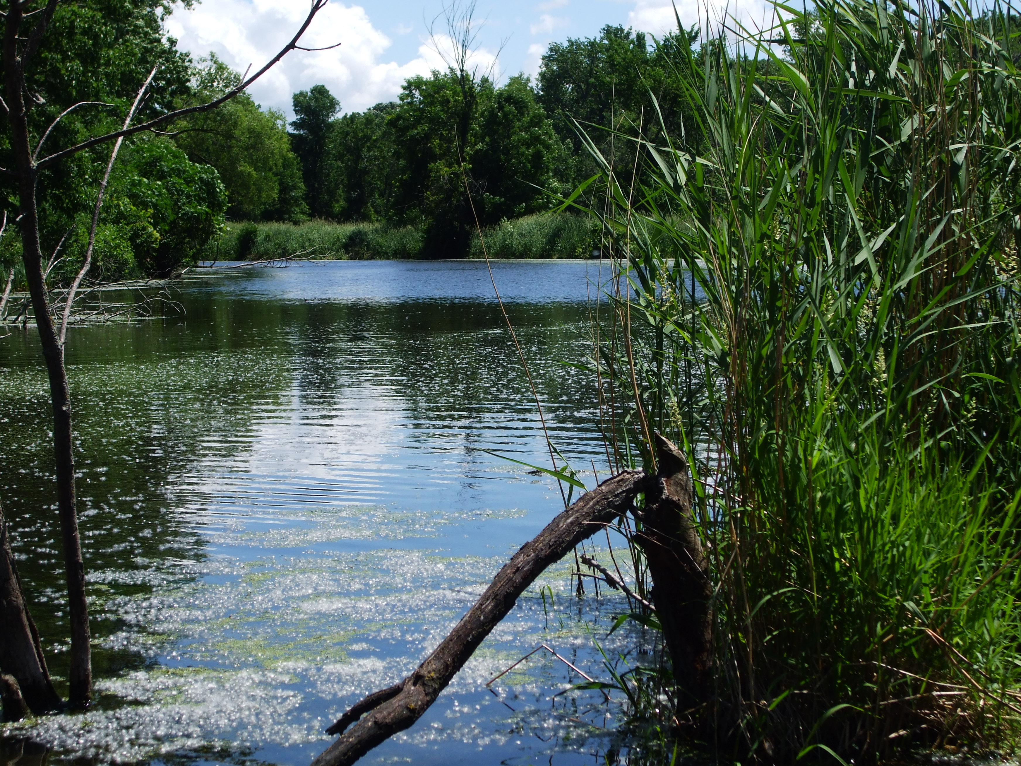 Diatom  Camp 171