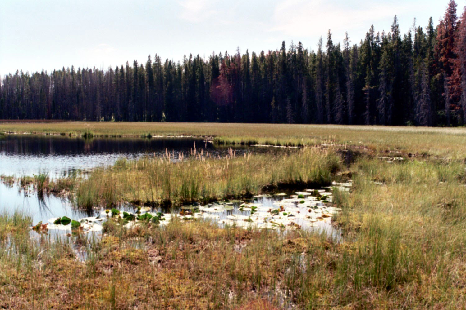 Drosera  Pond