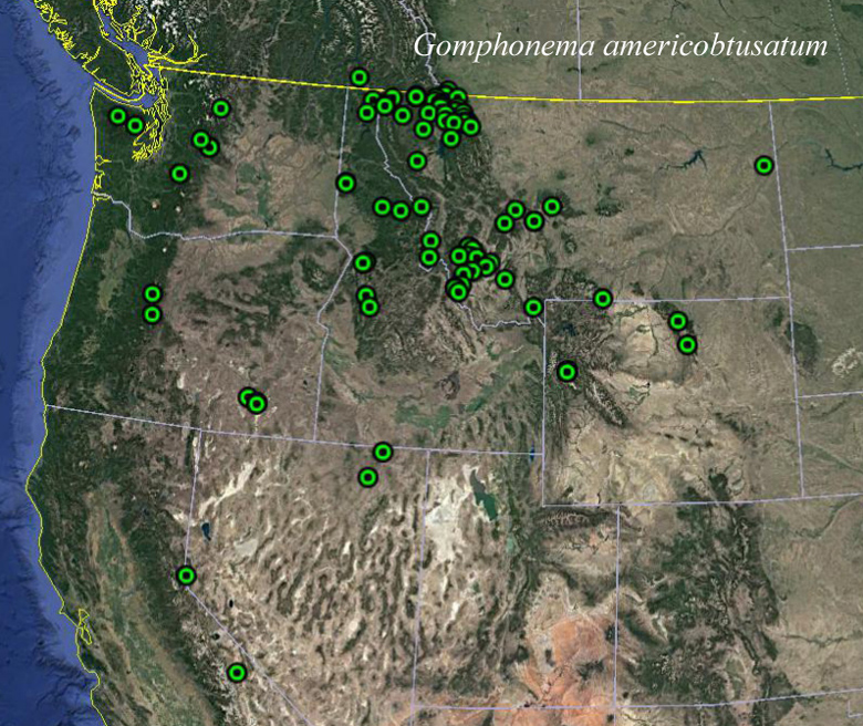 Gomphonema Americobtusatum Map