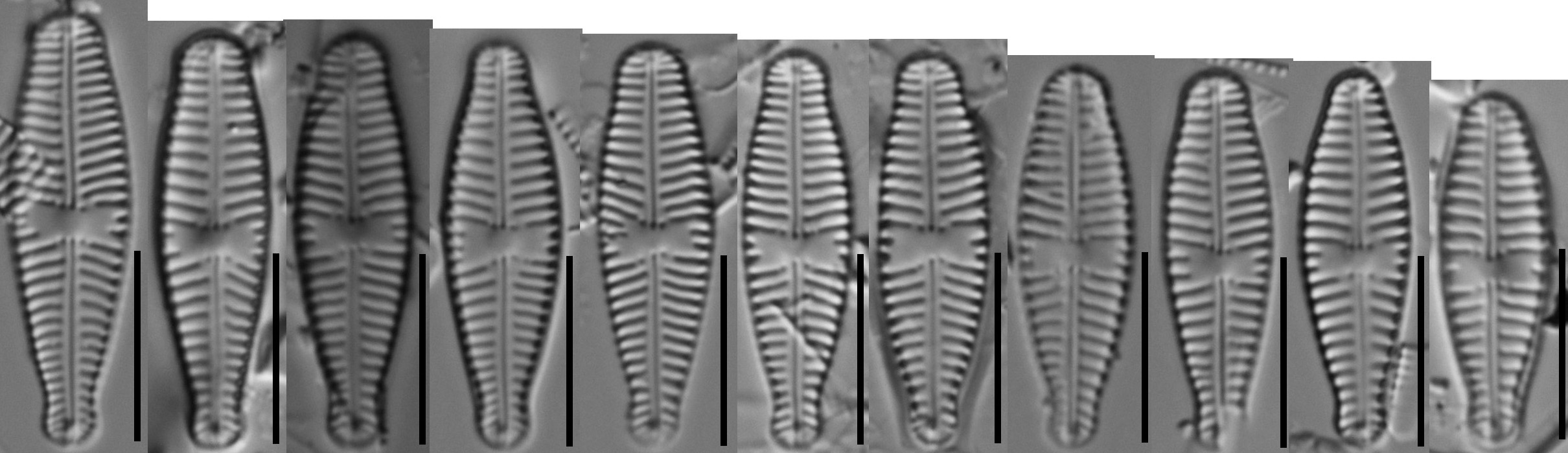 Gomphonema Olivaceoides Var Hutchinsoniana Diminution  Gc112789