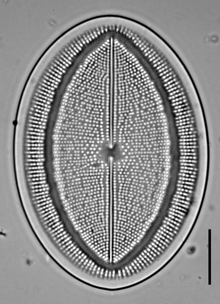 c-grovei-1