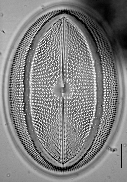 c-grovei-2