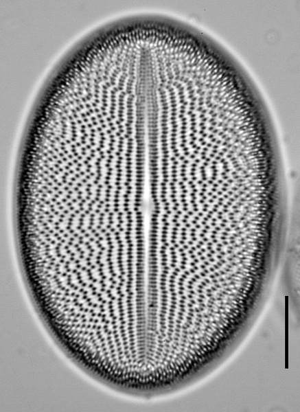 c-grovei-4