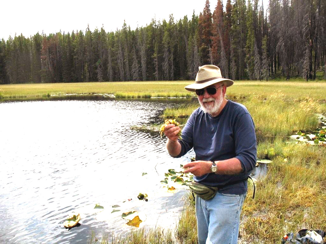 Loren Squeezing  Sphagnum At  Drosera  Pond  Imrna 1