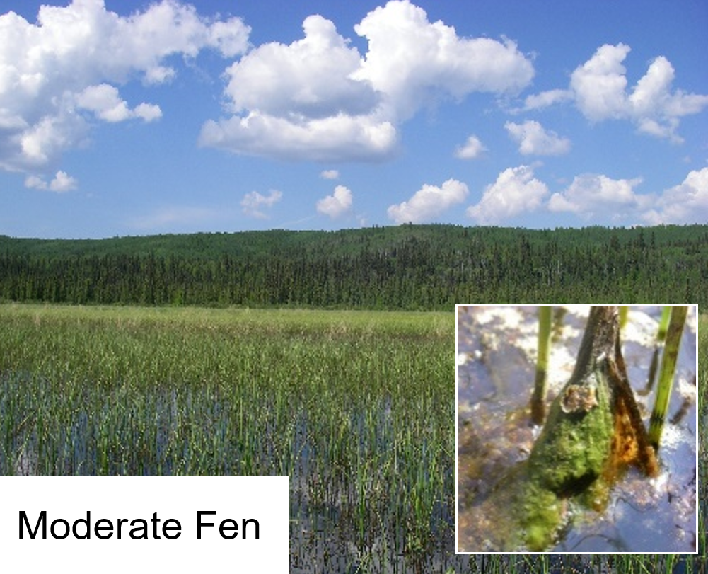 Moderate fen zoom