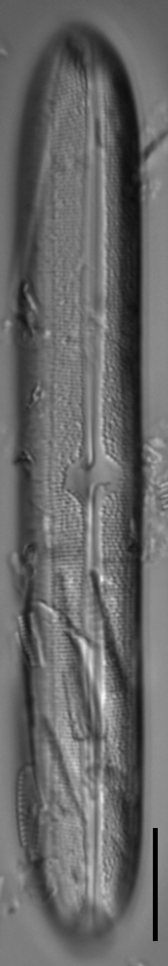 Neidium bisulcatum Initial Valve from Allenspark, CO