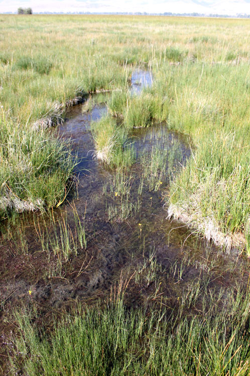 Odell Spring Creek