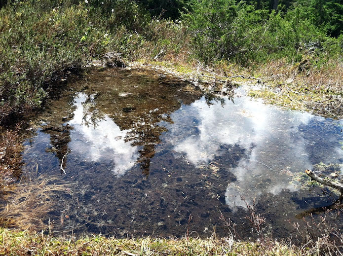 Olympics Meltwater Pond1  Ryan Davis