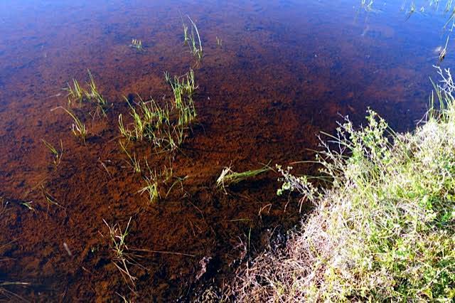 Sample 685601  Closeup Of Wetland Pool Near  Baillie  River