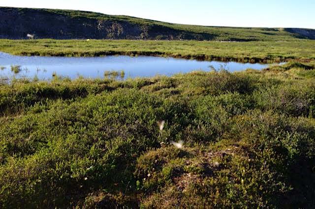 Sample 685601  Wetland Pool Near  Baillie  River