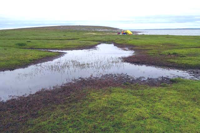 Sample 686301  Wetland Near  Back  River