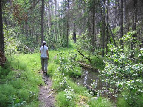 Spring Pool On Trail Between  Kintla  Lakes