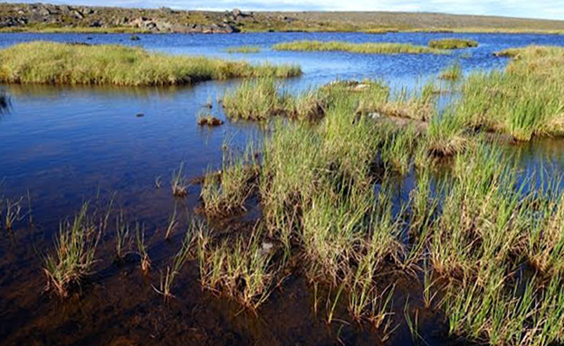 Wetland Off The  Back 2