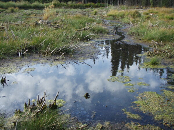 Akokala  Fen  Gnp