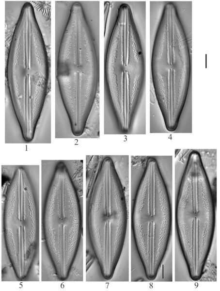 Anomoeoneis Sculpta 074601