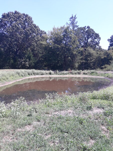 Back Pond Jones Farm