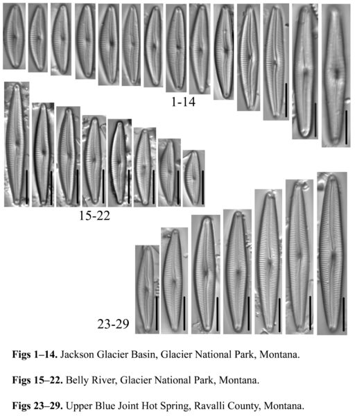 *Delicata alpestris* Morphotypes