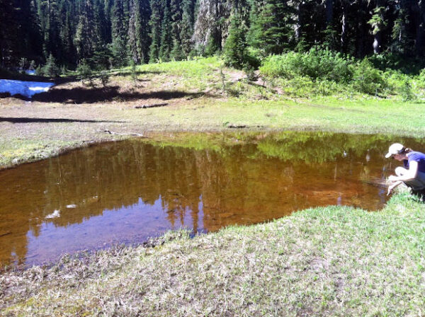 Frog Pond Near  Dewey  Lake