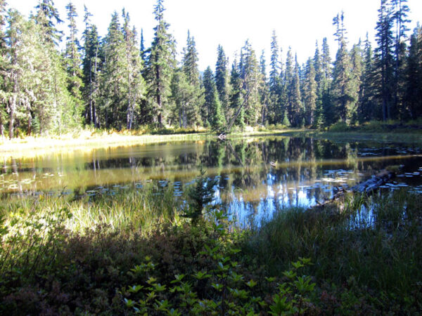 Goat Rocks Pond  Img 5462