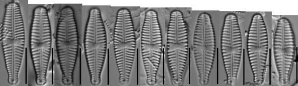 Gomphonema Olivaceoides Var Hutchinsoniana Diminution  Gc112789